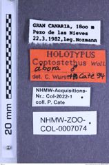 Etiketten zu Coptostethus abora (Wurst & Cate, 1994) (NHMW-ZOO-COL-0007074)